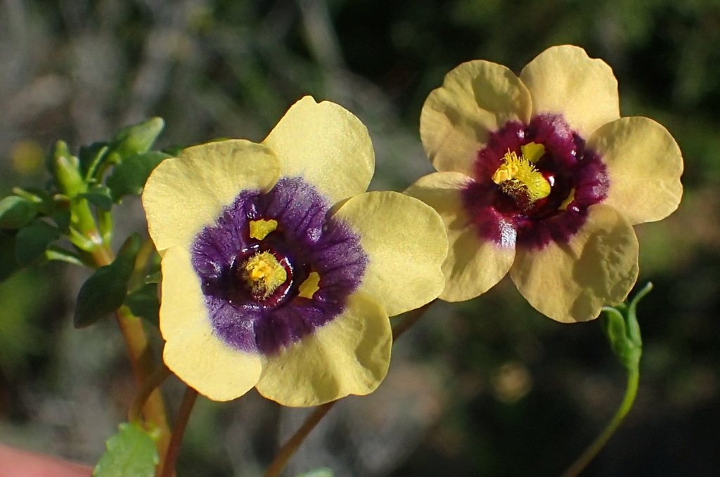 Diascia bicolor