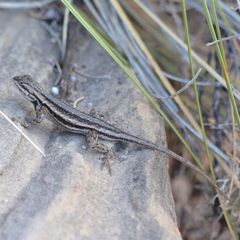 Sceloporus cowlesi