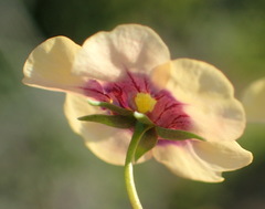 Diascia bicolor