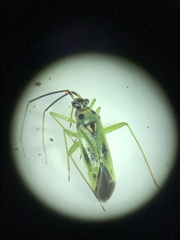 Ilnacora