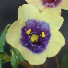 Diascia bicolor