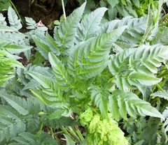 Chaerophyllum aureum