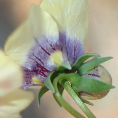 Diascia bicolor