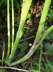 Chaerophyllum aureum