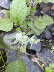 Psilocarphus elatior