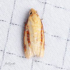 Sparganothis bistriata