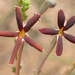 Jamesbrittenia atropurpurea - Photo (c) Nicola van Berkel,  זכויות יוצרים חלקיות (CC BY-SA), הועלה על ידי Nicola van Berkel
