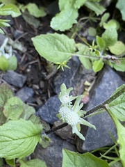 Psilocarphus elatior