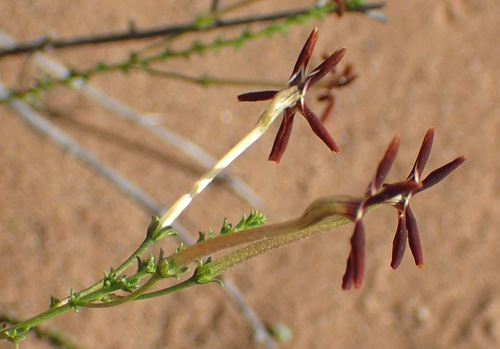 Image of Jamesbrittenia atropurpurea by (c) Nicola van Berkel, some rights reserved (CC BY-SA)