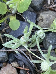 Psilocarphus elatior