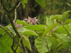 Solanum sycophanta