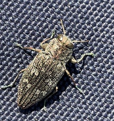 Chrysobothris femorata
