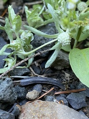 Psilocarphus elatior