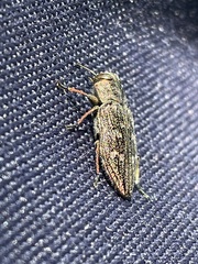 Chrysobothris femorata