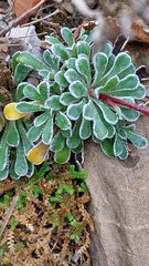 Saxifraga cochlearis