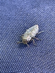 Chrysobothris femorata