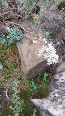 Saxifraga cochlearis