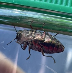 Chrysobothris femorata