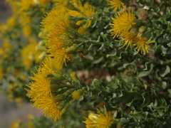 Ericameria cuneata cuneata
