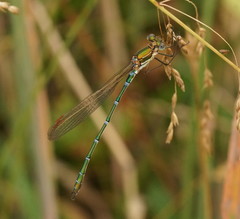 Austrolestes cingulatus