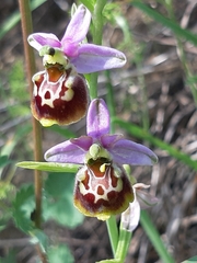 Ophrys fuciflora