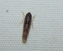 Scaphoideus omani