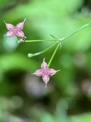 Galium latifolium