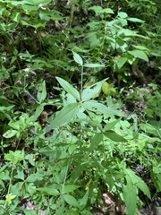 Galium latifolium
