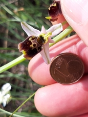 Ophrys fuciflora