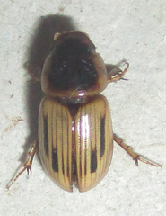 Neocalaphodius moestus