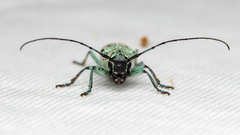 Saperda octopunctata