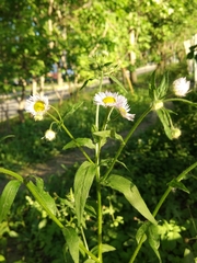 Erigeron annuus