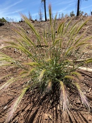 Elymus × hansenii