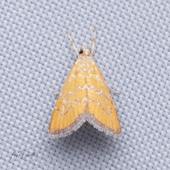 Xanthophysa psychicalis