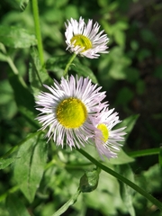Erigeron annuus