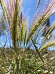 Elymus × hansenii