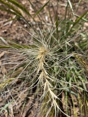 Elymus × hansenii
