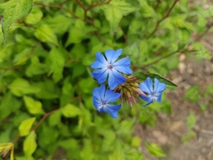 Ceratostigma