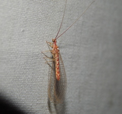 Dysochrysa furcata