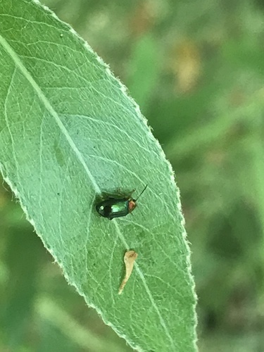Willow Flea-beetle, Netherlands, photo 9 of 10