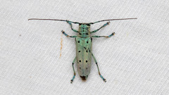 Saperda octopunctata