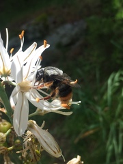 Bombus xanthopus