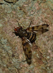 Otites porcus
