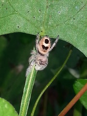 Phidippus pacosauritus