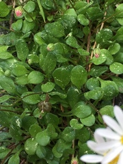 Bellium bellidioides