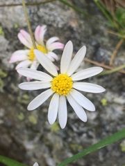 Bellium bellidioides