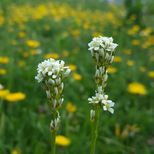 Arabis allionii