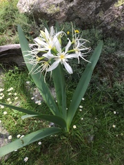 Pancratium illyricum