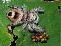Phidippus pacosauritus