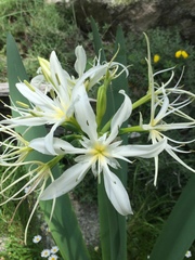 Pancratium illyricum